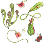 Carnivorous plants wallpaper featuring illustrations of venus fly traps and pitcher plants in colour on a white background for a unique botanical wallpaper