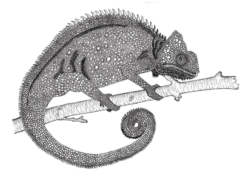 Chameleon Original Illustration - B&W