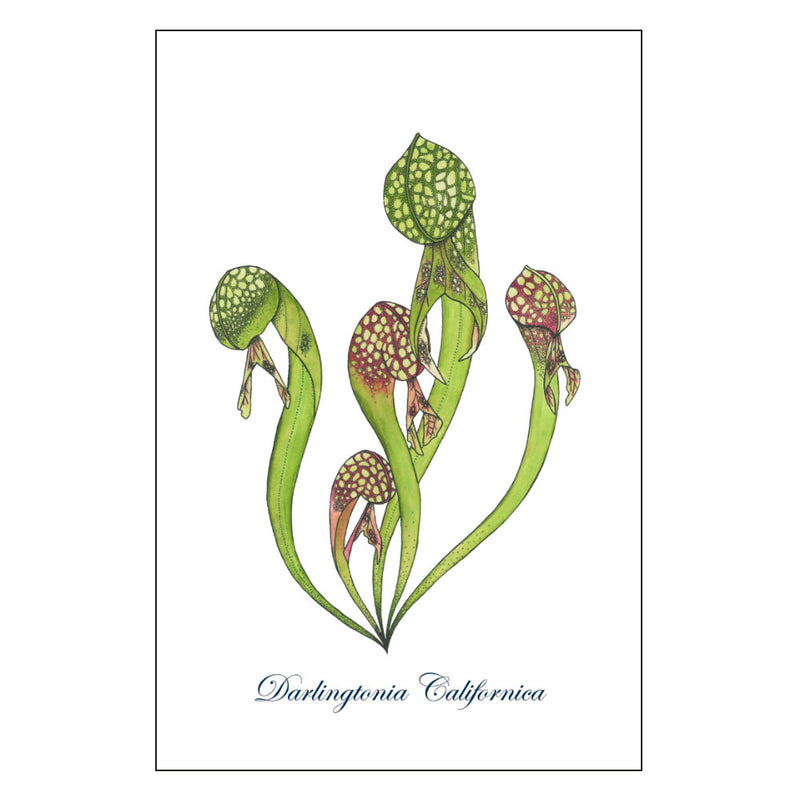 Darlingtonia californica Art Print