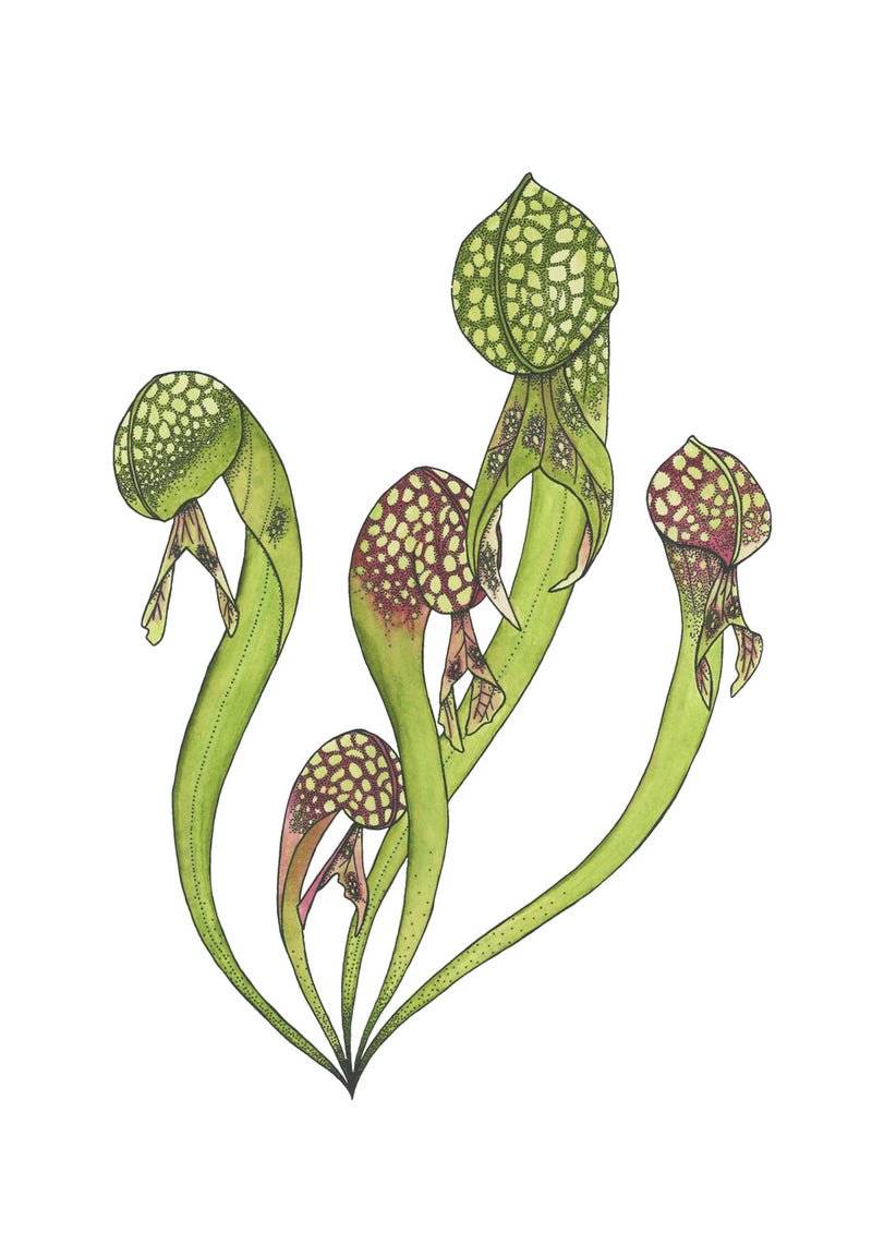 Cobra Lily Original Illustration - Colour