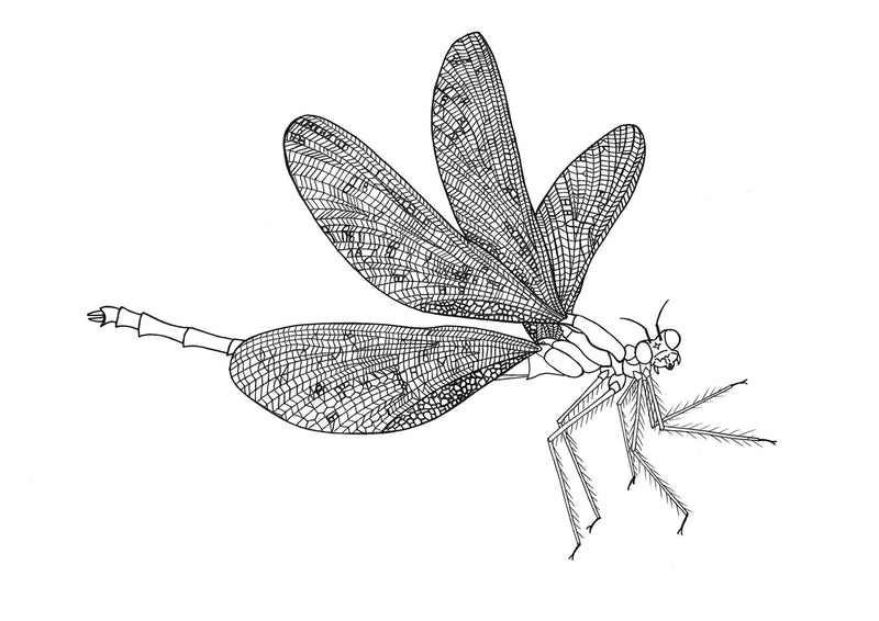 Damselfly Original Illustration - B&W