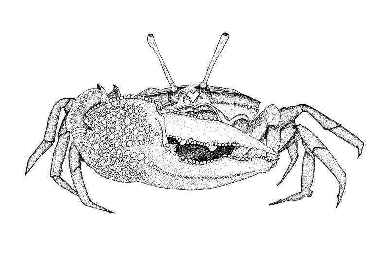 Fiddler Crab Original Illustration - B&W