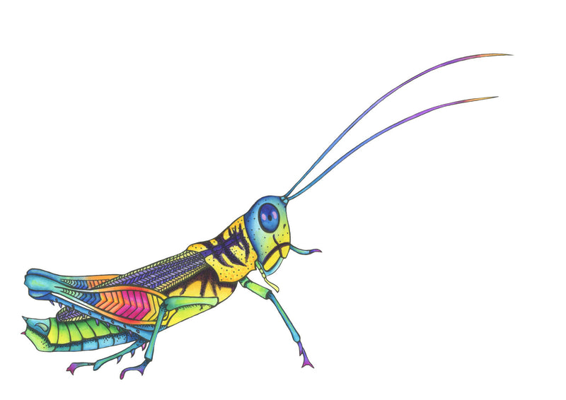 Rainbow Grasshopper Original Illustration - Colour