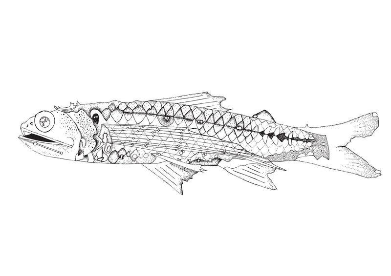 Lantern Fish Original Illustration - B&W