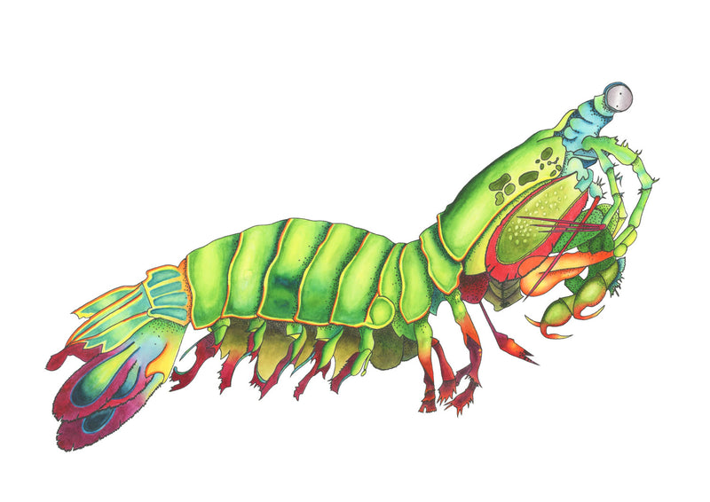 Peacock Mantis Shrimp Original Illustration - Colour