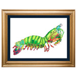 Peacock Mantis Shrimp Original Illustration - Colour