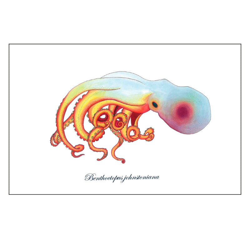 Octopus Art Print