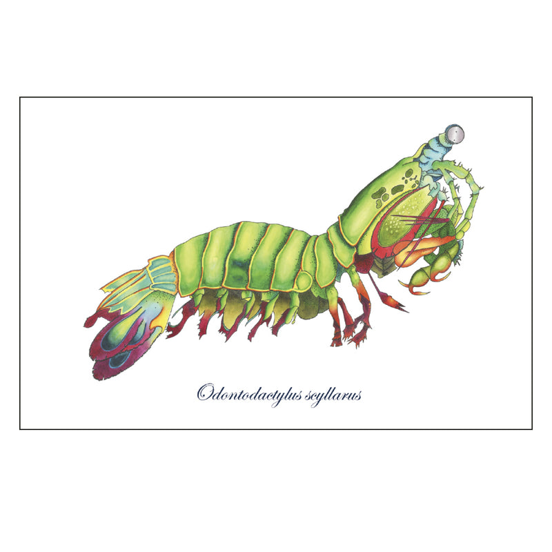 Rainbow Mantis Shrimp Greeting Card