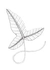 Rainforest Leaf 2 Original Illustration - B&W