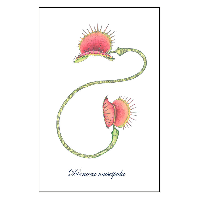 Venus Fly Trap Art Print