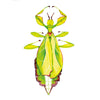 Leaf Insect 'Wynonna' Original Illustration - Colour